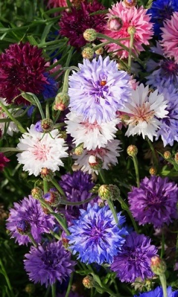 106.000 Centaurea cyanus tall double ball mixture85